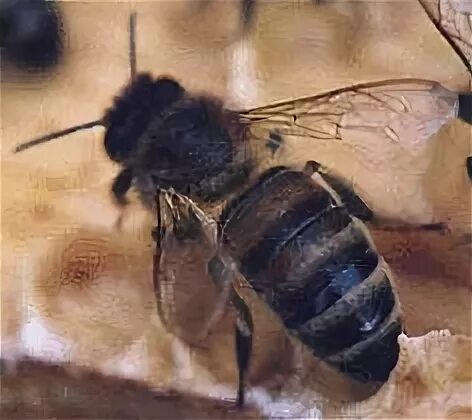 Apis сайт