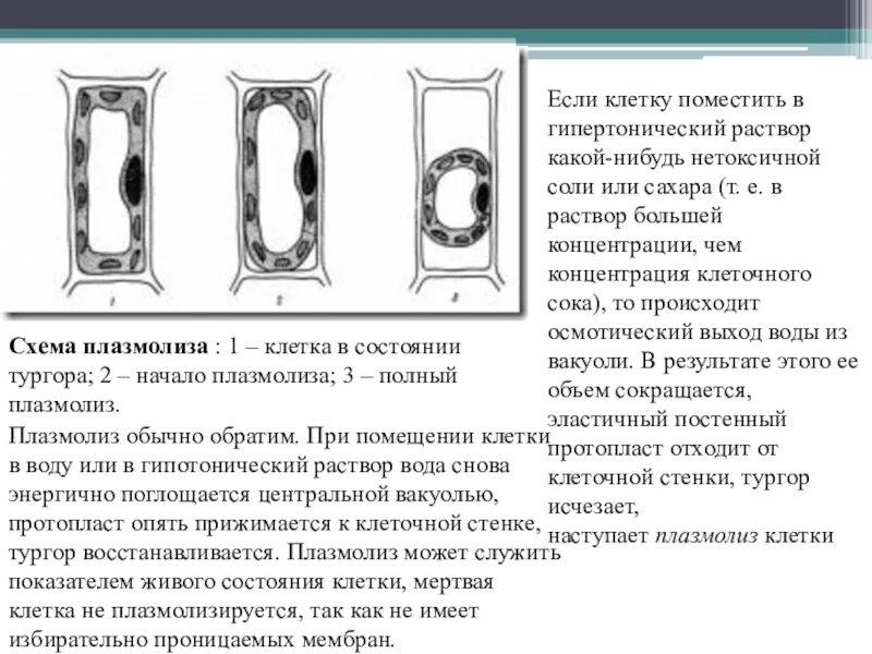 Наблюдение плазмолиза. Клетка растений в гипертоническом растворе. Тургор и плазмолиз в клетках. Влияние ионов калия и кальция на форму плазмолиза.