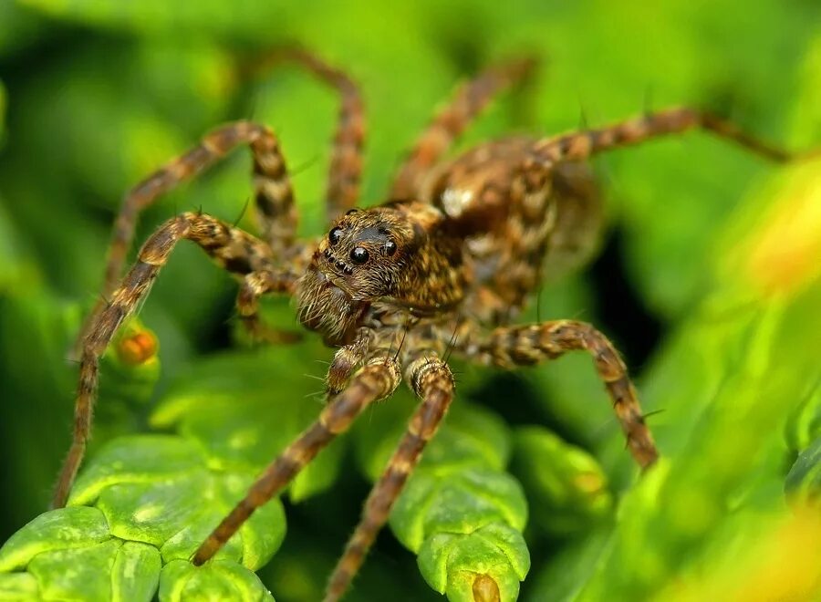 Паук Acantholycosa lignaria. Пауки волки – Lycosidae. Паук волк. Паук-волк (семейство Lycosidae) Сибирь. Пауки волки опасен ли для человека