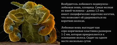 Вши возбудители