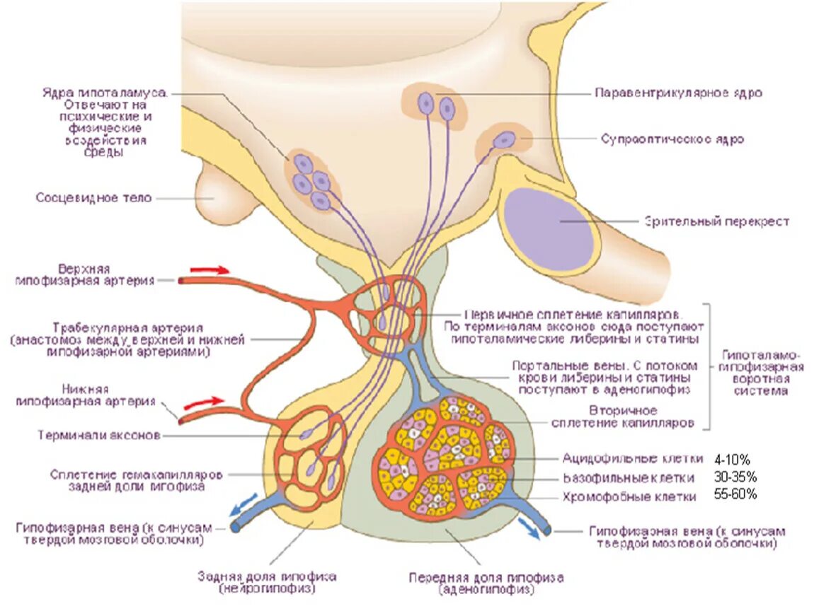 Артерии гипофиза. Гипоталамо-гипофизарная система схема гистология. Гормоны гипоталамо-гипофизарной системы. Ядра гипоталамуса гормоны. Строение гипоталамуса физиология.