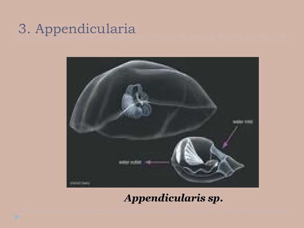 Аппендикулярии. Аппендикулярия. Аппендикулярии строение. Внешнее строение аппендикулярии. Аппендикулярии рисунок.