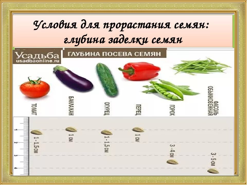 Условия прорастания семян глубина посева семян. Глубина посадки семян таблица. Глубина посадки семян томатов. Глубина заделки семян таблица.