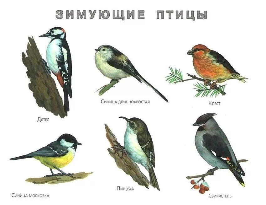 Зимующими называют птиц которые. Зимующие птицы урала для дошкольников. карточки с изображением зимующих птиц. перелетные птицы. зимующие птицы с названиями для детей.