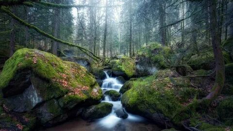 Природа 1 вид