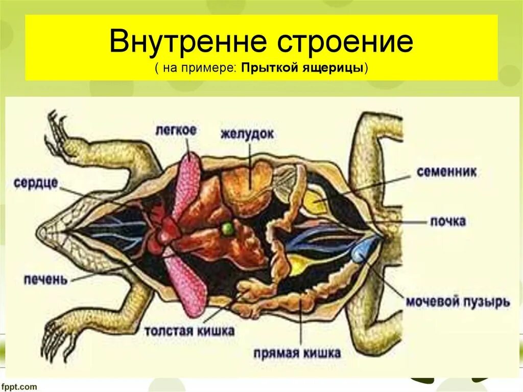 Строение рептилий 7 класс. Пресмыкающиеся внутреннее строение 7 класс биология. Внутреннее строение ящерицы 7 класс биология. Внешние и внутреннее строение пресмыкающихся биология 7 класс. Пресмыкающиеся внутреннее строение 7.