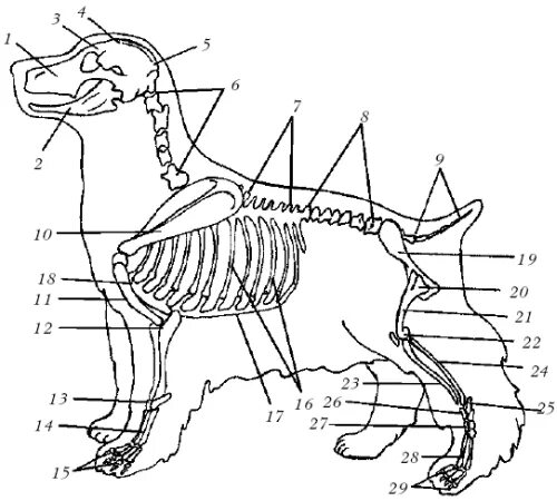 Хвостовой отдел в позвоночнике у млекопитающих. Анатомия кокер спаниеля. Скелет собаки кокера спаниеля. Скелет английского кокер спаниеля. Скелет собаки спаниель строение.