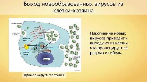 Клетки хозяина