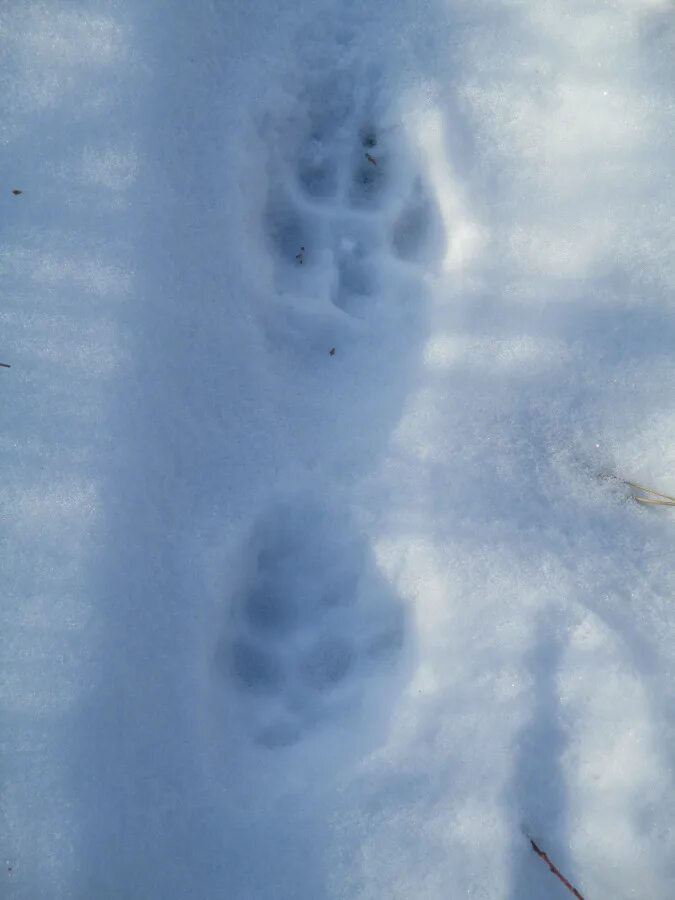 отпечаток следа рыси. следы рыси зимой. след рыси. следы животных рысь. следы рыси на снегу.