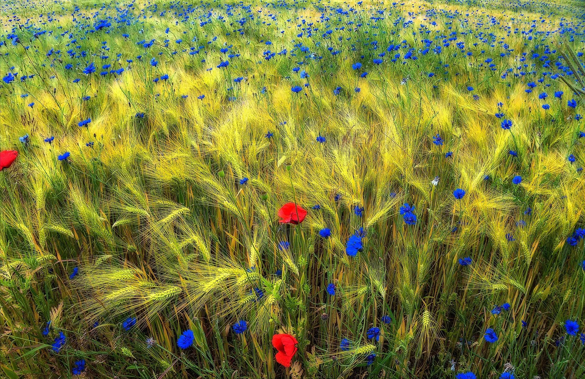 Национальный приморский парк хитачи (hitachi seaside park). Растения летом. Поле с цветами. Луговые цветы космея. Мавританский луговой газон.