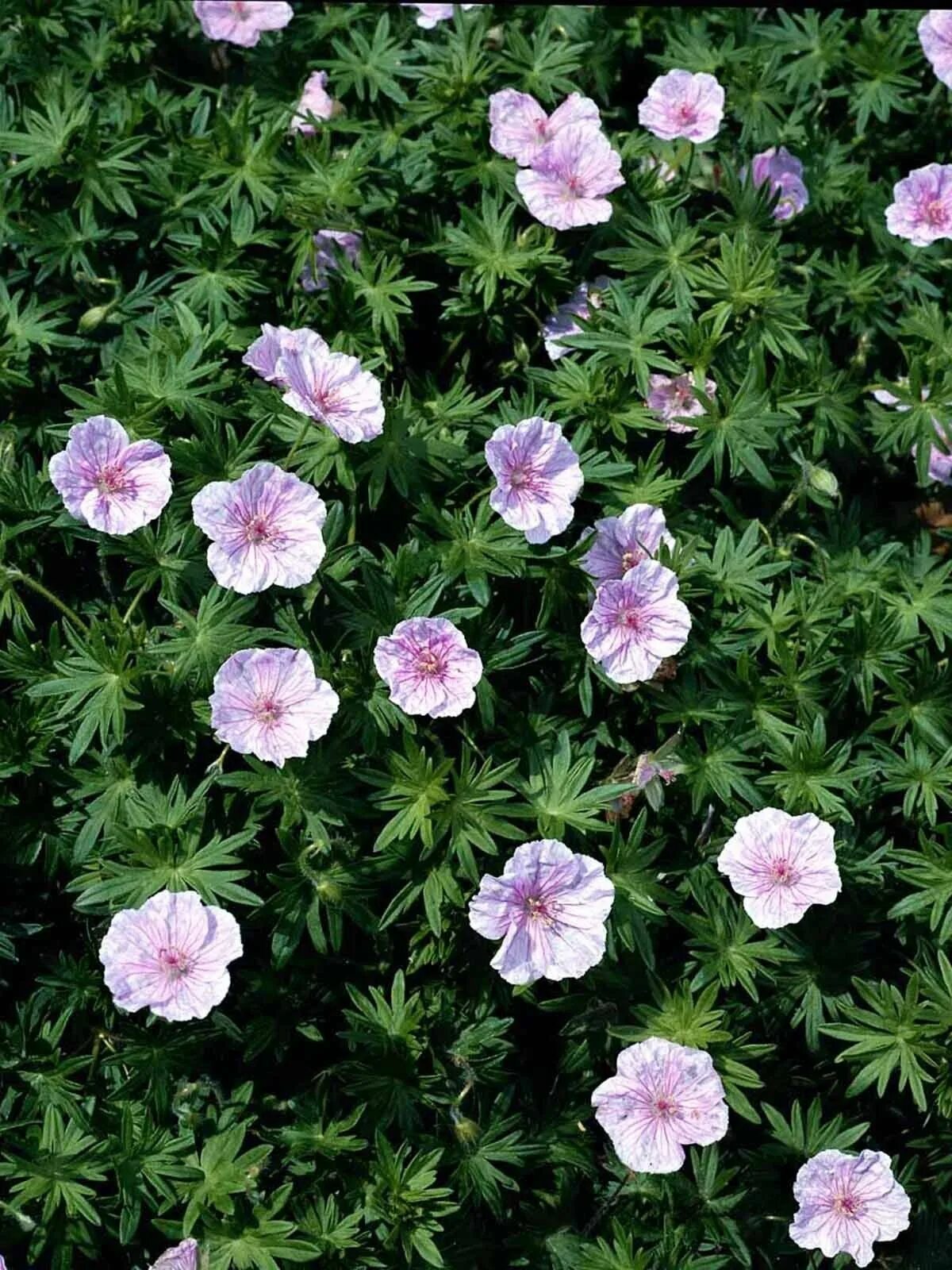 Герань Садовая стриатум. Geranium sanguineum striatum. Герань sanguineum striatum. Герань кроваво-красная striatum.