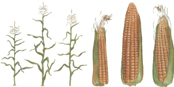 Скрещивание кукурузы. Дикая кукуруза теосинте. Скрещивание кукурузы. Скрещивание кукурузы. Теосинте предок кукурузы.