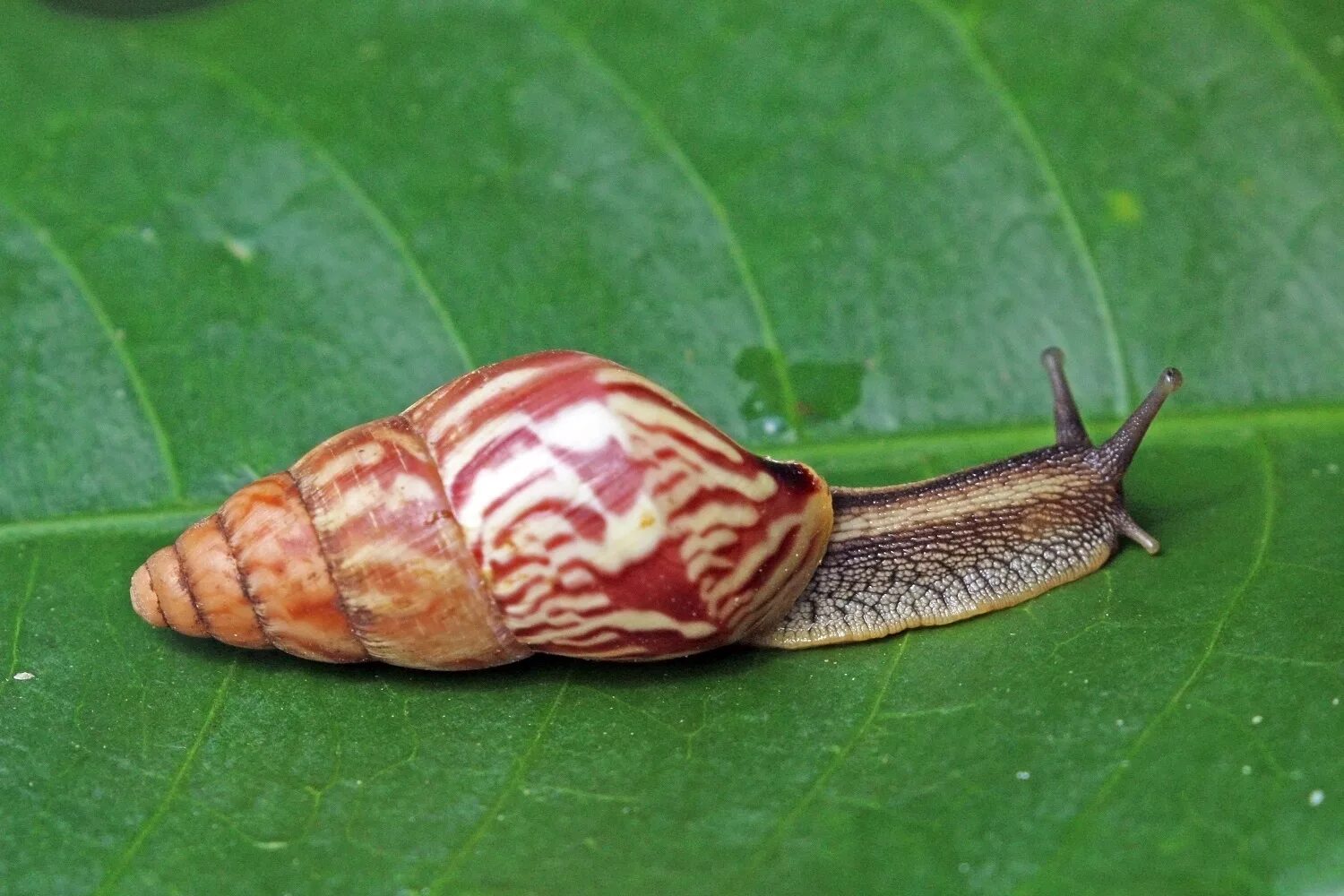 Achatina Fulica. Брюхоногие моллюски ахатина. Ахатина фулика. Ахатина фулика (Achatina Fulica). Разные улитки