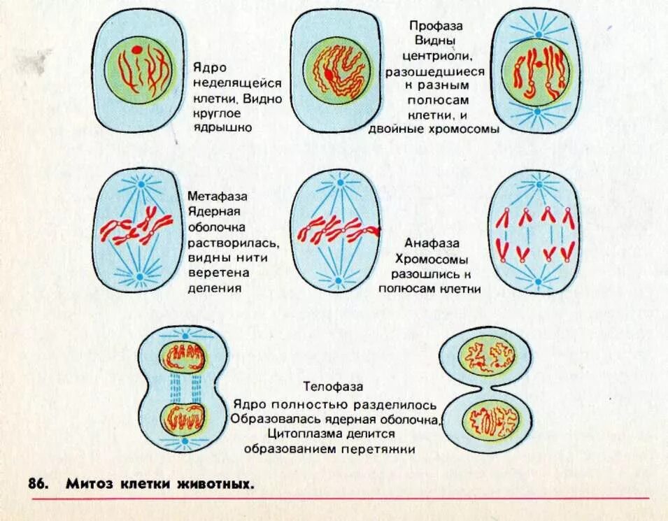 Деление клетки митоз схема. Схема процесса деления клетки. Фазы деления клетки митоз рисунок. Этапы деления клетки 5 класс биология. Деление клетки пополам