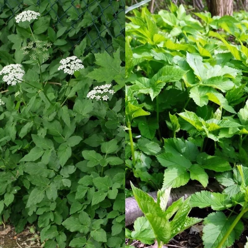 сныть трава. сныть трава полезные. трава сныть полезные свойства фото крупным. сныть растение. сныть широколистная.