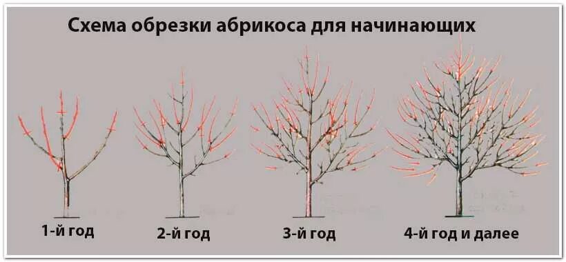Абрикос дерево схема обрезки. Правильно обрезать персик весной схема. Схема обрезки плодовых деревьев весной. Схема подрезки персика. Можно ли обрезать персик