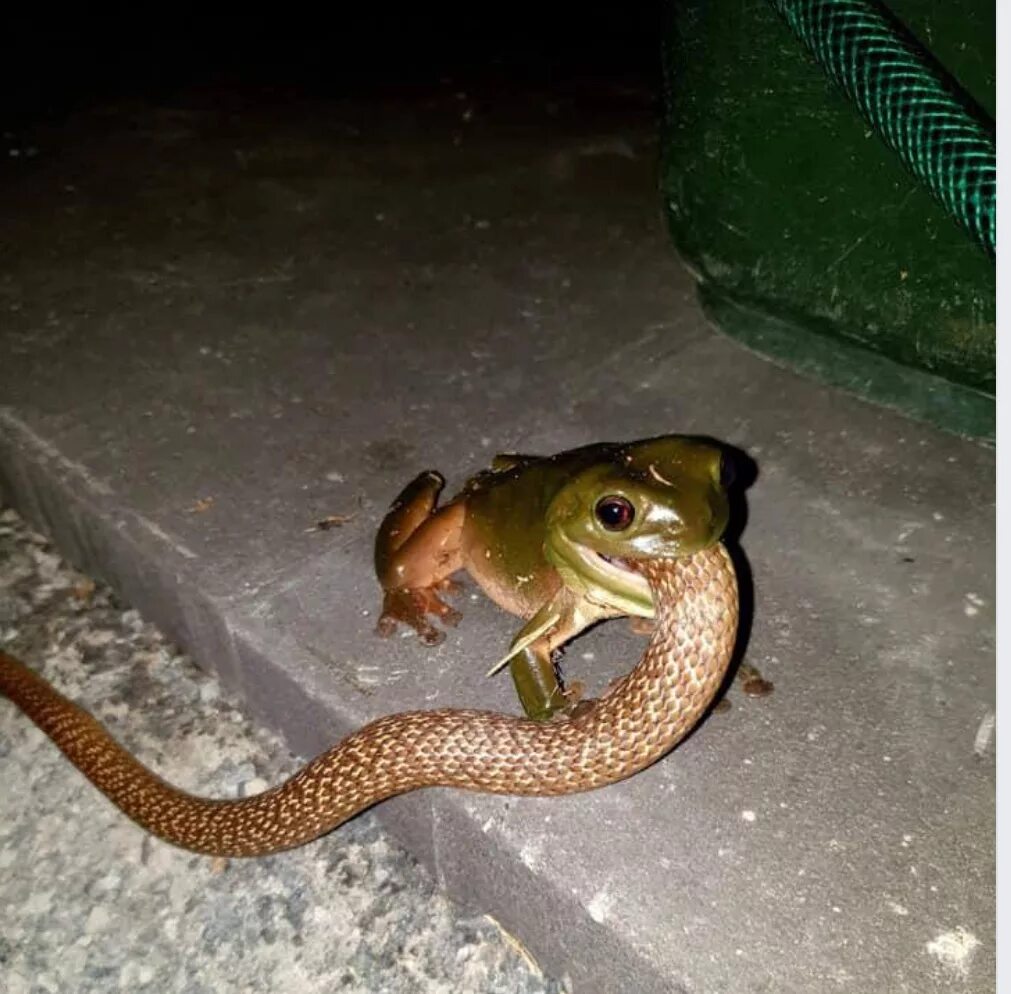 Почему змея ест. Змея и лягушка. Лягушка ест змею.