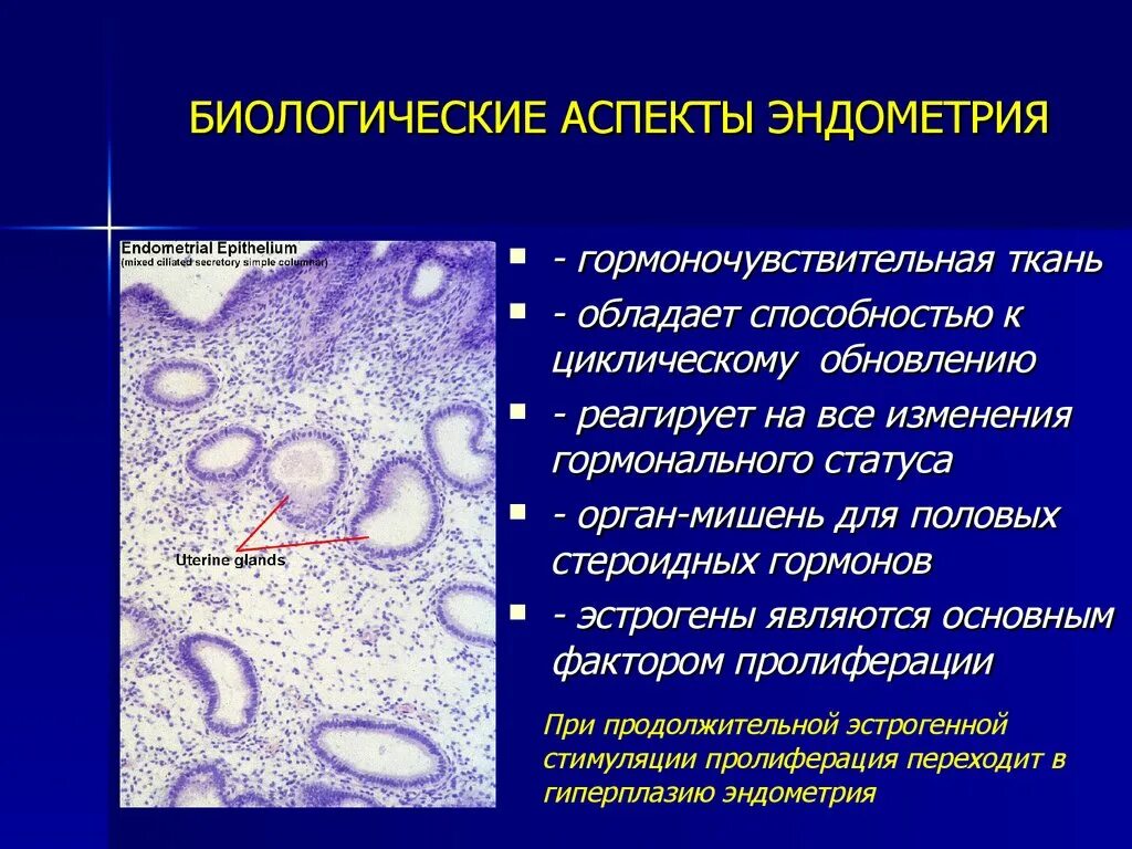 Строение эндометрия. Функциональная морфология эндометрия. Строение эндометрия презентация.