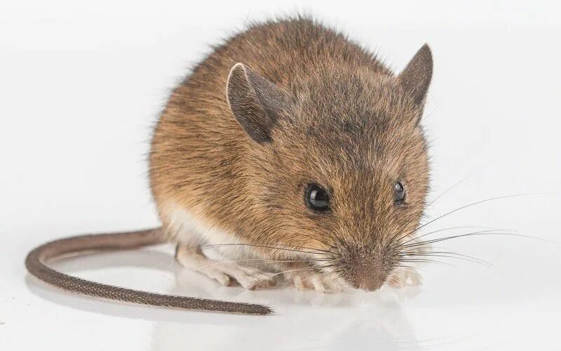 Коричневая мышь. Светло коричневая мышь. Бурая мышь. Коричневая мышь мышь.