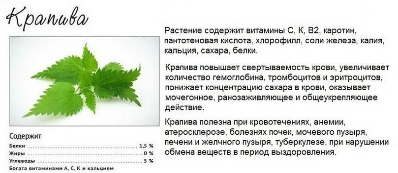 Отвар крапивы при кровотечениях. Лекарственные свойства крапивы. Отвар из крапивы при кровотечении. Лист крапивы показания. Крапива двудомная настой.