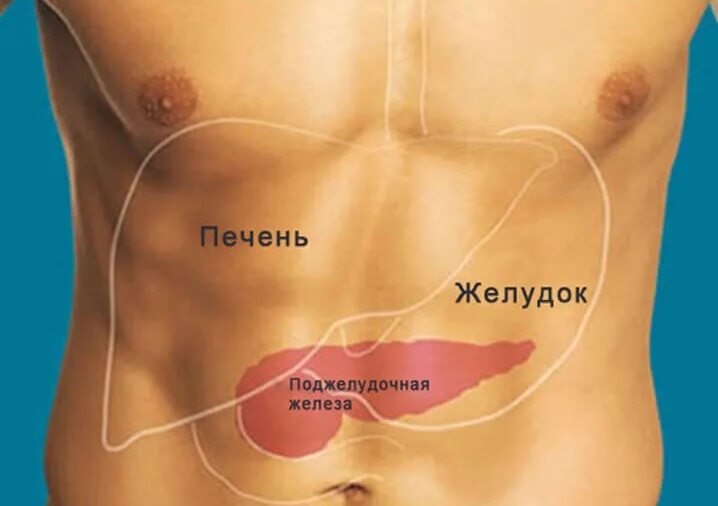 Где находится поджелудочная у человека фото. Желудок и поджелудочная железа фото. расположение печени и поджелудочной железы. поджелудочная расположение у человека.