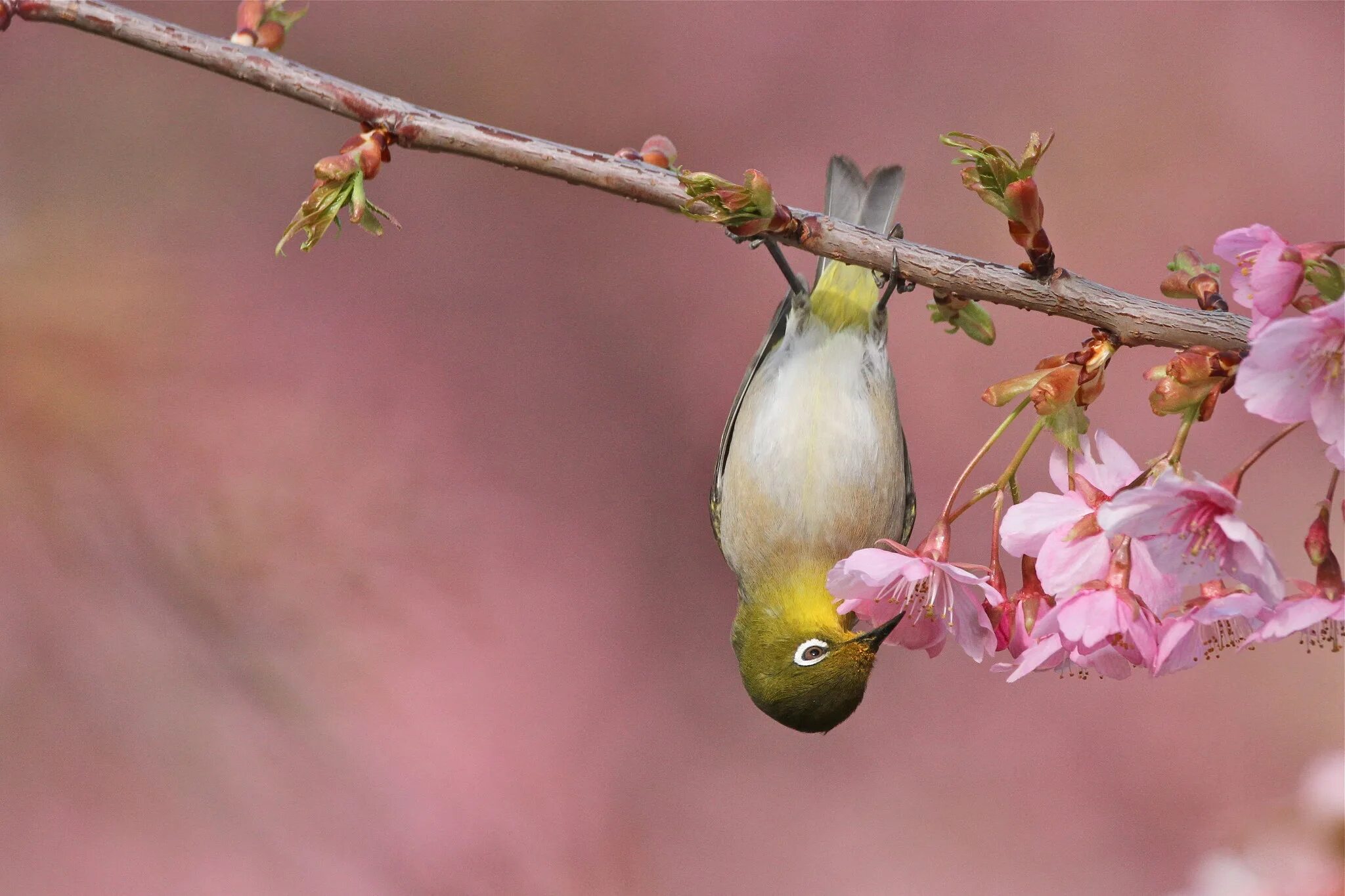 Поют весной птицы весело. Птицы весной. Весенние птички. Красивая птичка на ветке.
