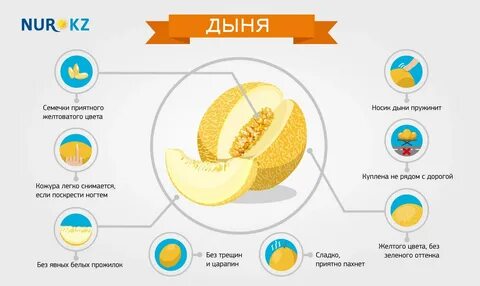 Выбор дыни