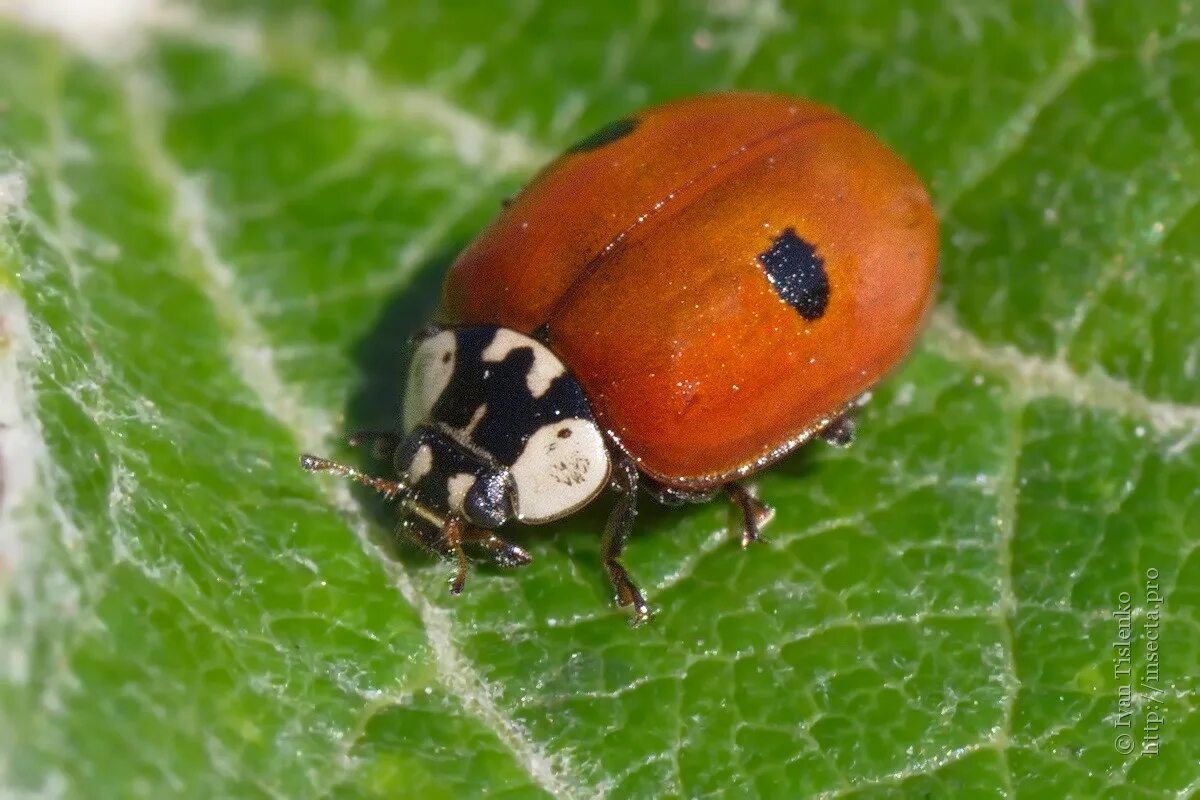 Похожая на божью коровку. Божьей коровки Adalia bipunctata. Коровка 2-точечная (Adalia bipunctata l.).. Двухточечная Божья коровка. Двухточечная коровка Божьи коровки.