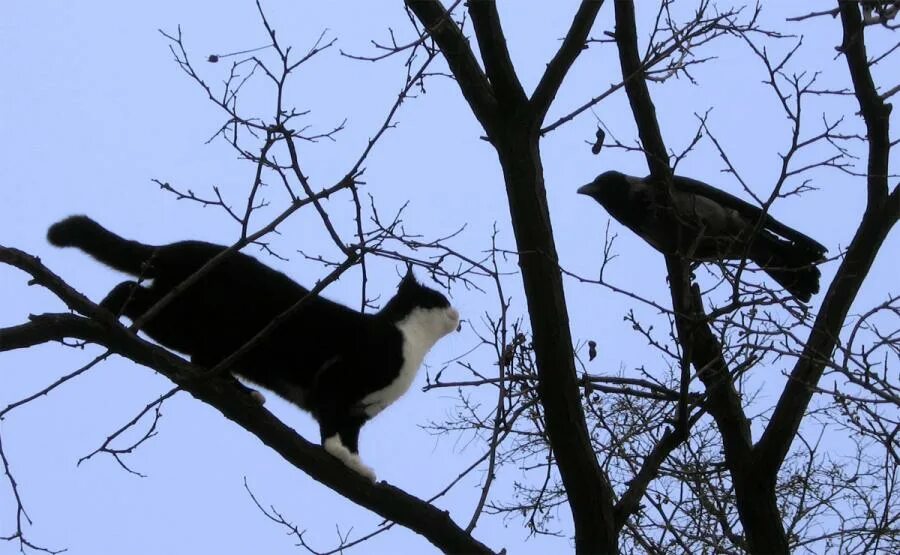Кот на дереве. Кот и ворона на дереве. Ворона на дереве. Кот и ворона.