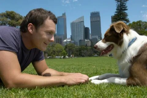 Pet owner