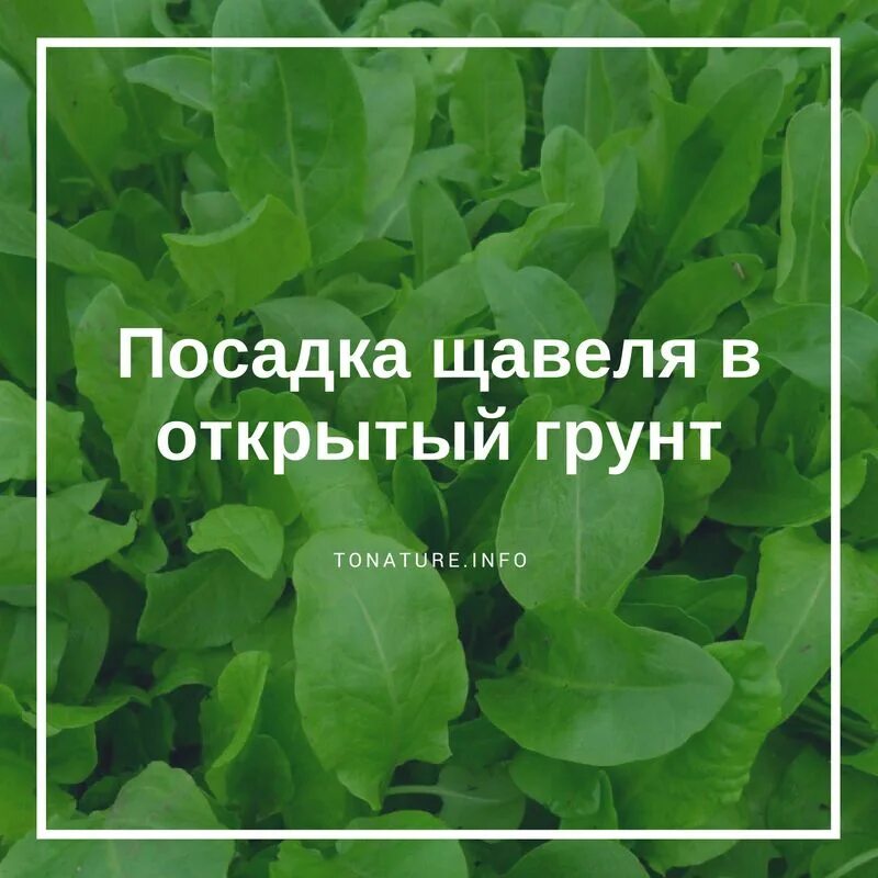 Можно ли сажать щавель. Щавель. Как вырастить щавель. Сажаем щавель. Посадка щавеля в открытый грунт.