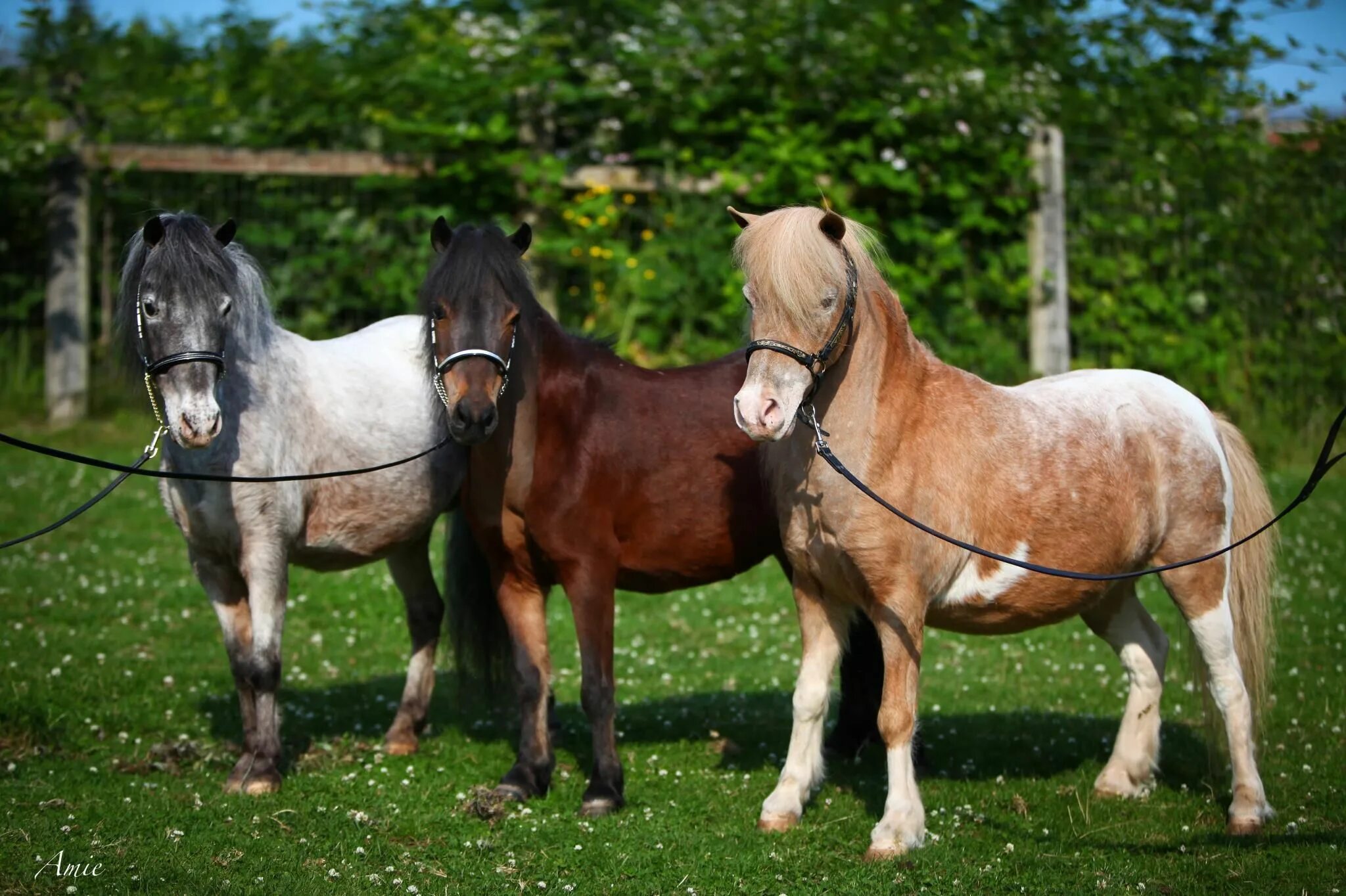 Mini pony. Лошади породы Фалабелла. Пони Фалабелла. Карликовая Фалабелла. Карликовая лошадь Фалабелла.