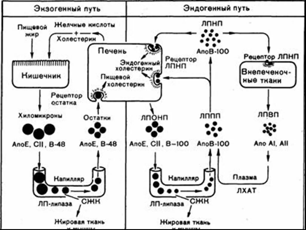 Схема обмена холестерина и липопротеинов. Схема пути прямого и обратного транспорта холестерина. Схема транспорта экзогенных липидов в крови. Схема метаболизма липопротеидов.