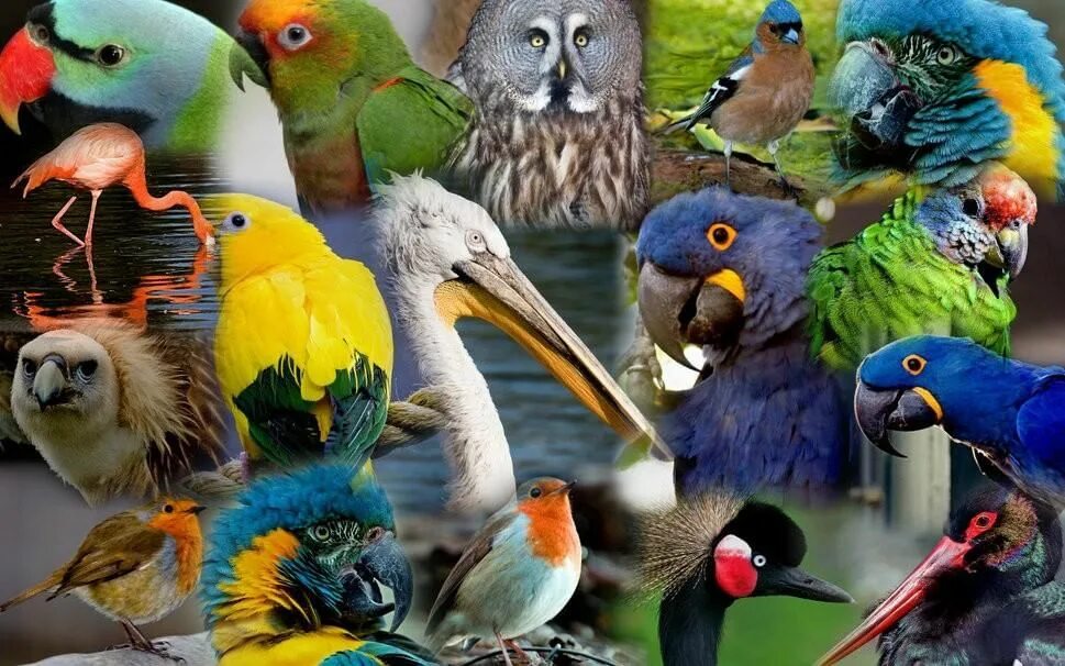 Пернатые мохнатые. Птицы. Разноцветные птицы. Много птиц. Удивительный мир птиц.