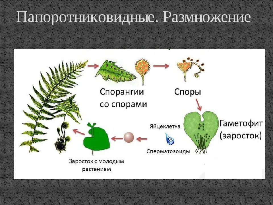 Из споры вырастает заросток