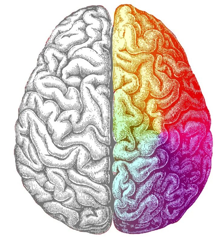 1 brain for 2. Полушария мозга. Правое полушарие головного мозга. Левое полушарие мозга. Левое и правое полушарие.