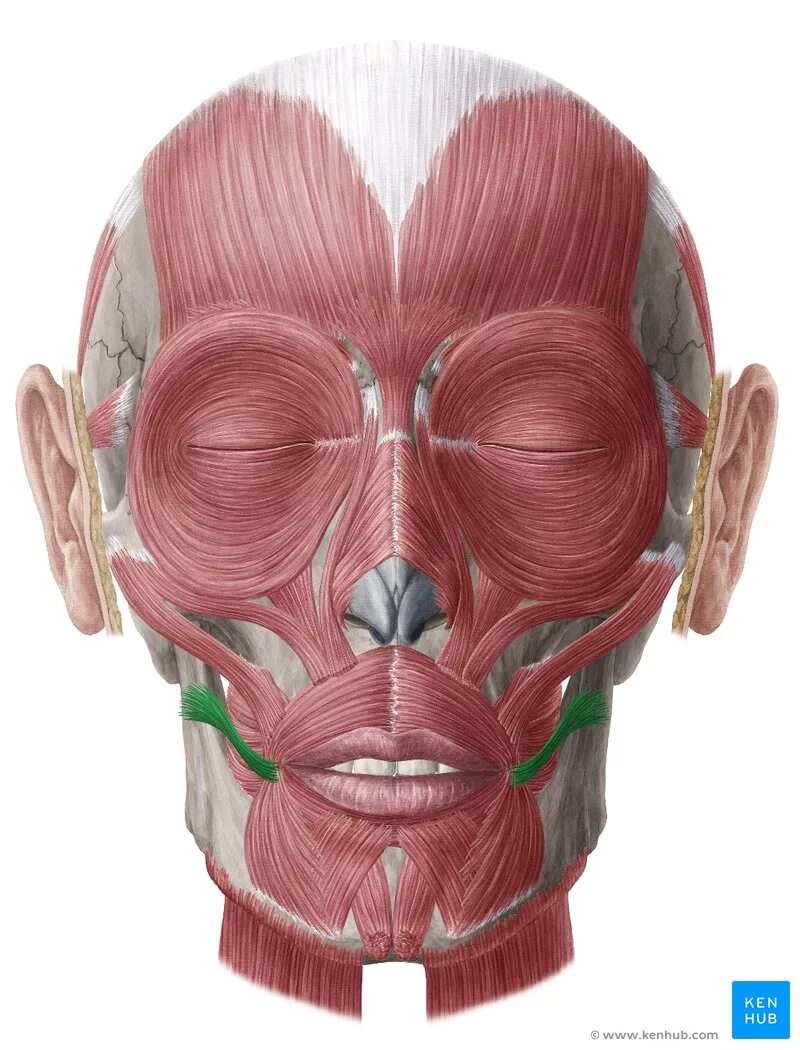 Мышца гордецов функция. Депрессор ангули орис мышца. musculus procerus. m. depressor anguli oris анатомия.