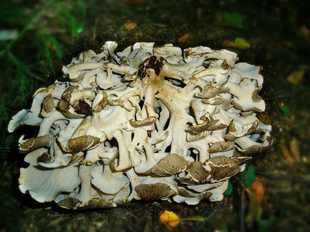 вешенка дубовая. гриб похожий на вешенку. гриб похожий на вешенку. гриб похожий на вешенку. гриб похожий на вешенку.