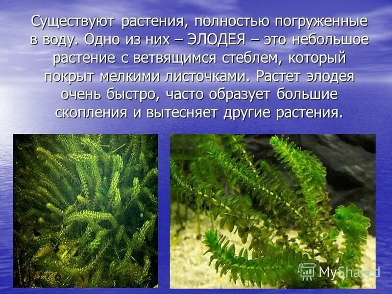 Почему элодею канадскую называют водяной чумой образует. Гидрофит Элодея. Элодея канадская водные растения. Элодея ксерофит. Растения которые полностью погружные в воду.