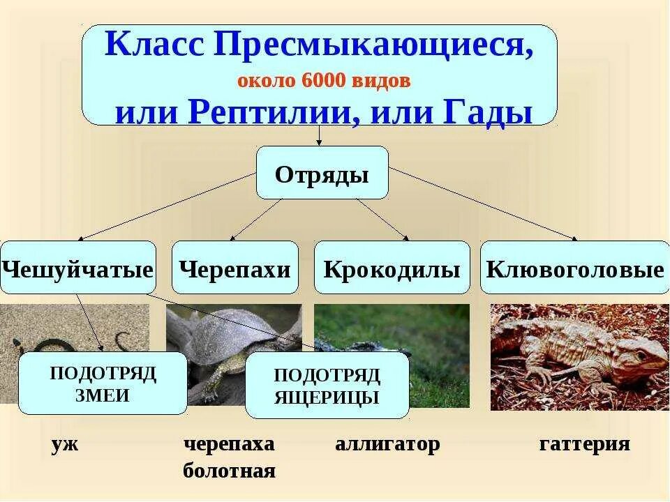 Конспект по биологии 7 класс пресмыкающиеся или рептилии. Характеристика по биологии 7 класс пресмыкающиеся или рептилии. Биология 7 класс пресмыкающиеся или рептилии общая характеристика. Общая характеристика пресмыкающиеся 7 класс биология.