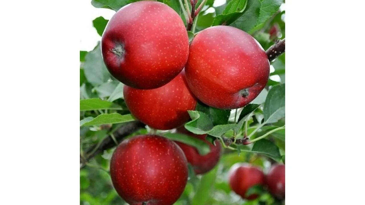 яблоня гала девил. яблоня гала шнига ред. яблоня гала шнига. яблоня гала описание сорта. яблоня гала шнига.