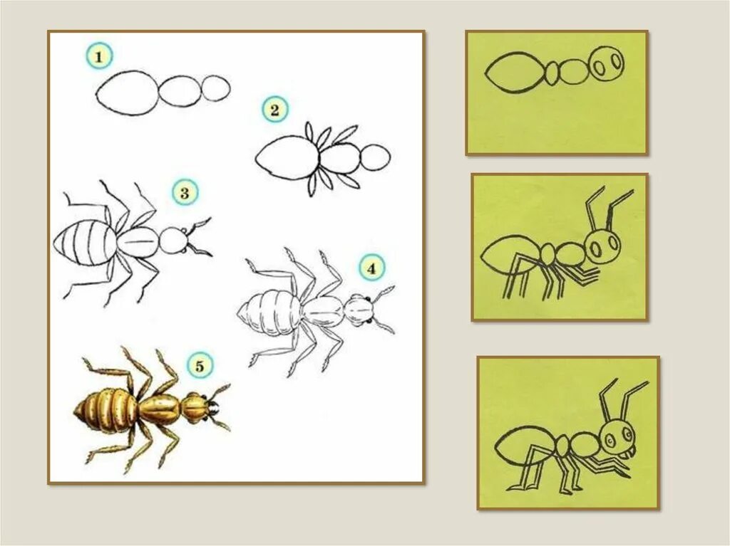 Поэтапное рисование насекомых. Рисование насекомые в подготовительной гр. Насекомые для дошкольников рисование. Рисование насекомые старшая группа. Конспект занятий подготовительной группе тема насекомые