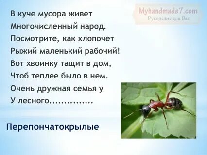 Загадка про муравья