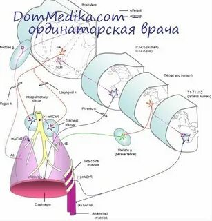 Распад почек