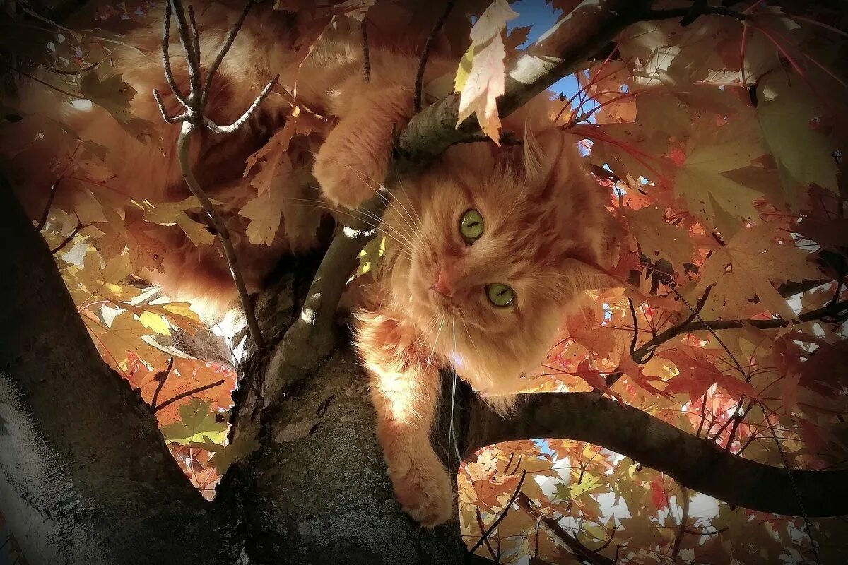 Кот листик. Осенний кот. рыжий кот осень. кот на дереве. рыжая кошка осень.