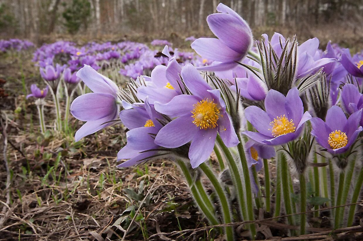 Прострел - сон трава. Прострел весенний сон-трава. Прострел Луговой Pulsatilla pratensis. Прострела Даурского (сон-травы).