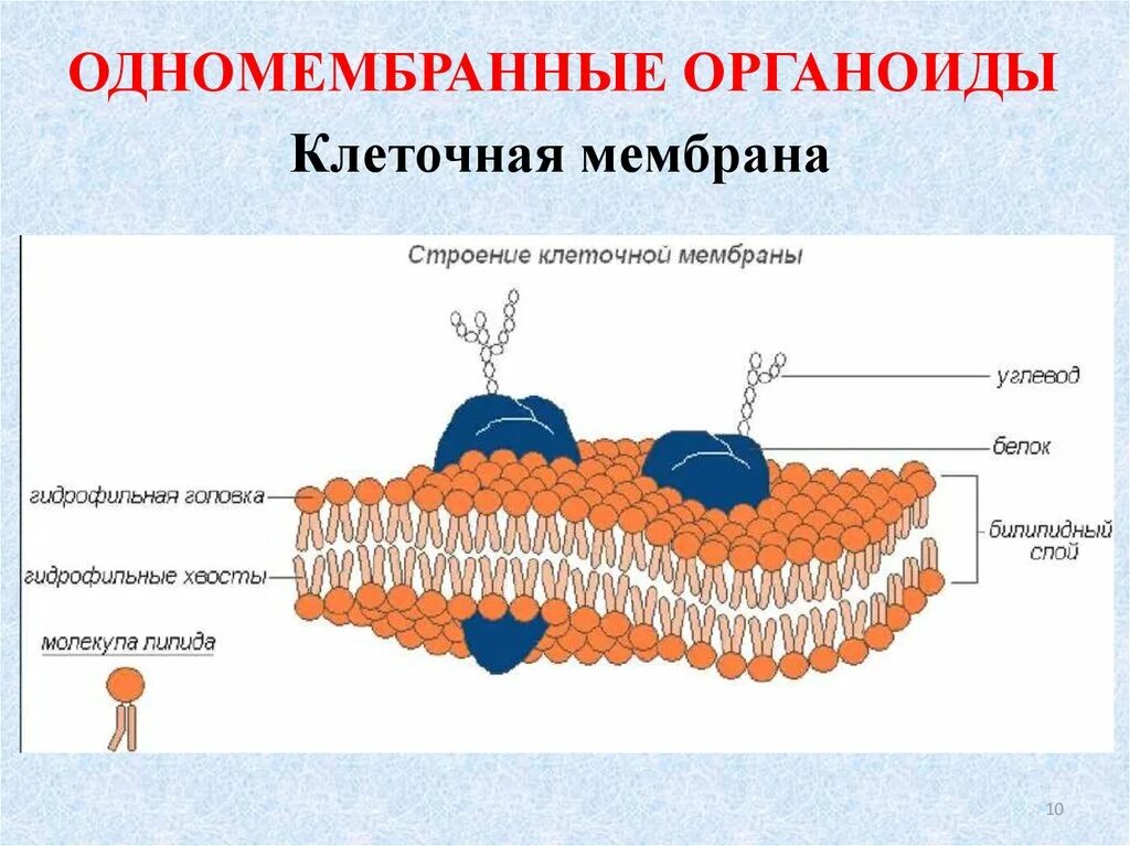 Строение оболочки органоиды клетки
