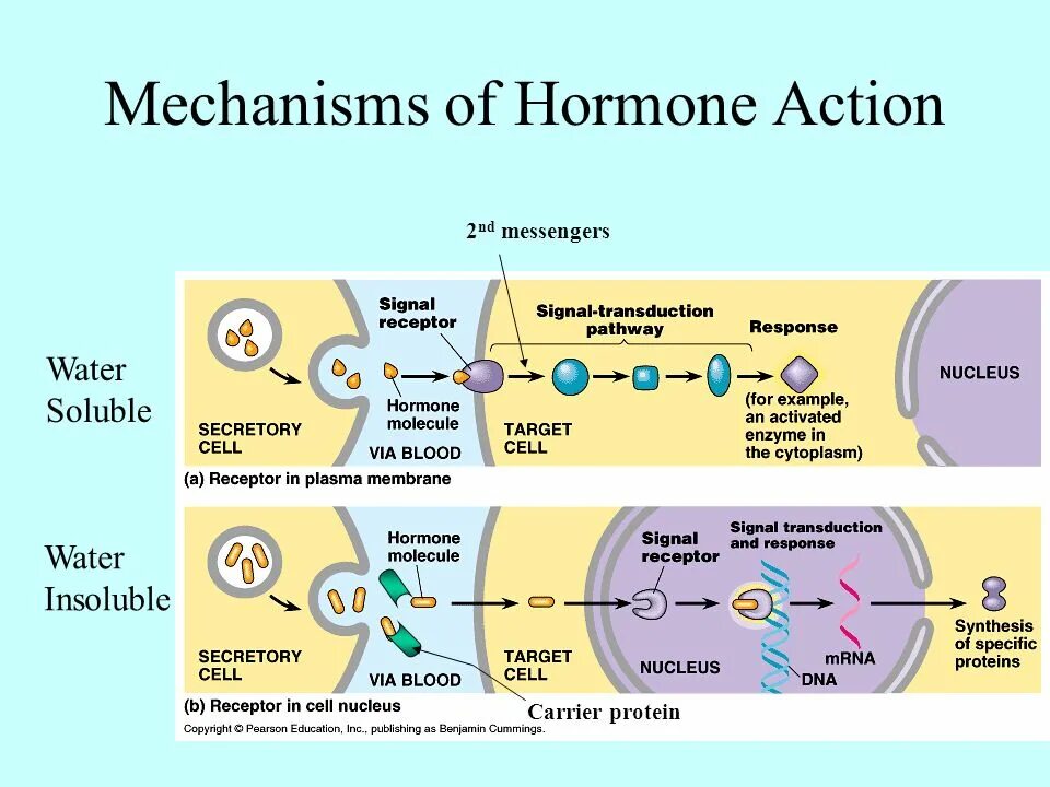 Mechanism of action. The mechanism of Action of Hormones. The mechanism of Action of Steroid Hormones. Cell mechanisms of Action of Hormones. Metformin mechanism of Action.