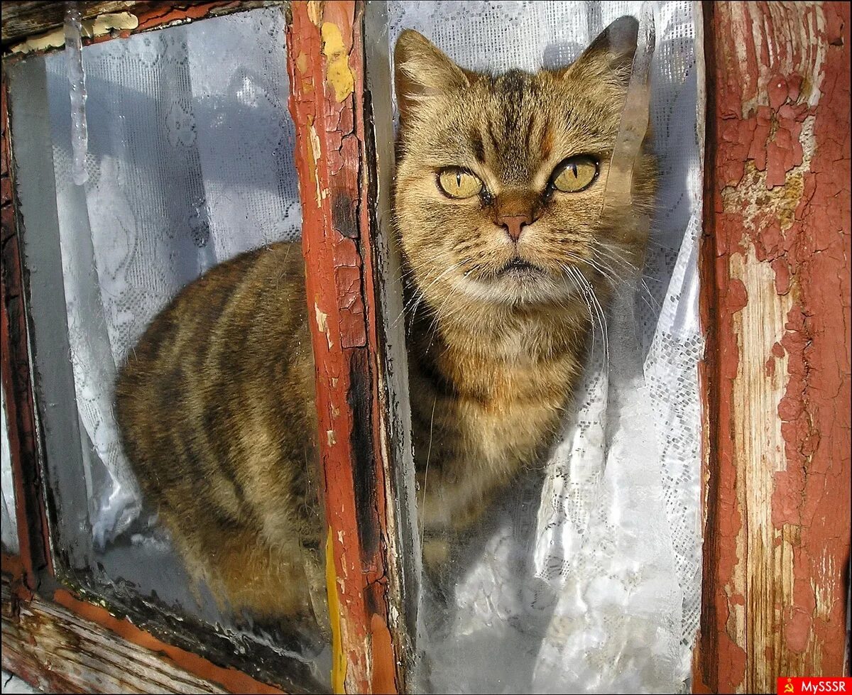 Кот ждет весну. Мартовские котики. Март коты. Мартовский кот. Теплый кот.