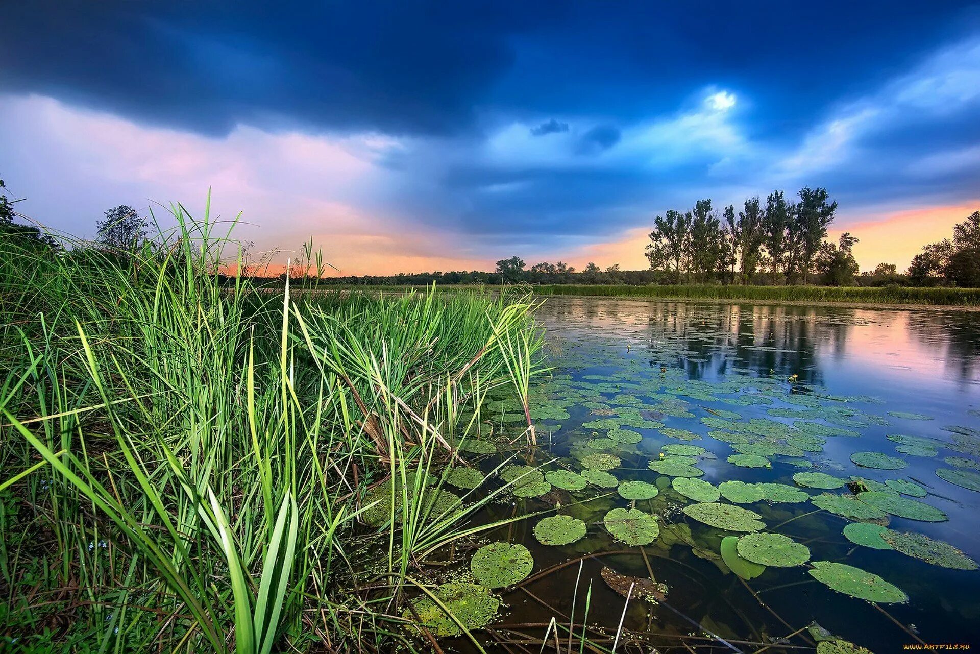 В болоте пресная вода. Пресные водоемы. Пресноводный водоем. Красивые водоемы. Красивый пруд.